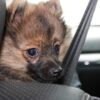 Cane in auto