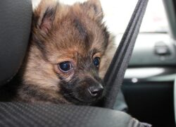 Cane in auto