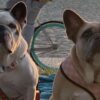 rapitore dei cani di Lady Gaga