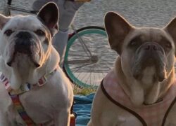 rapitore dei cani di Lady Gaga