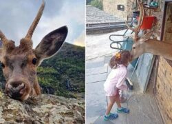 Cerbiatto salvato e adottato da una famiglia