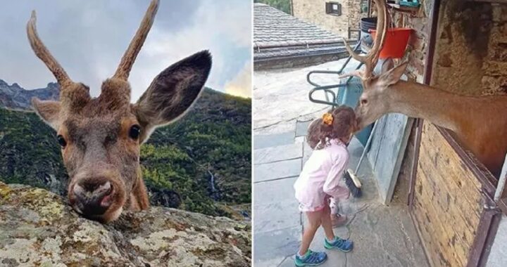 Cerbiatto salvato e adottato da una famiglia
