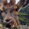cervo Bambi portato via dalla sua famiglia umana