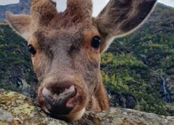 cervo Bambi portato via dalla sua famiglia umana