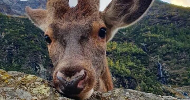 cervo Bambi portato via dalla sua famiglia umana