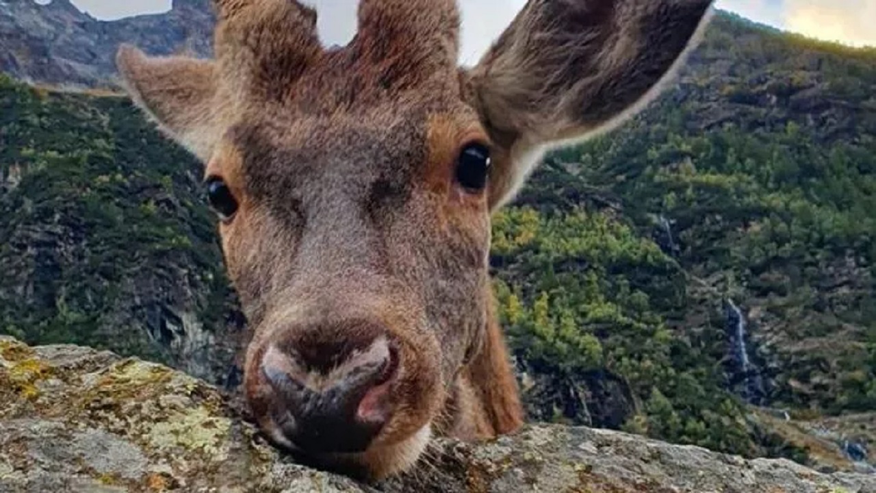 cervo Bambi portato via dalla sua famiglia umana