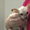 Chihuahua abbandonato