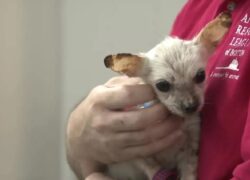 Chihuahua abbandonato