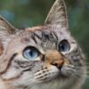 Studente vicentino perde il gatto a Parigi