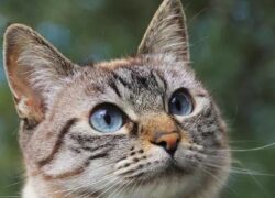 Studente vicentino perde il gatto a Parigi
