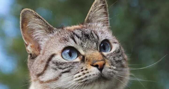 Studente vicentino perde il gatto a Parigi