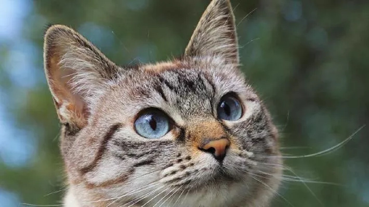 Studente vicentino perde il gatto a Parigi