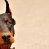 Doberman finge di essere morto