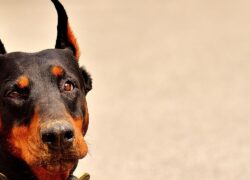 Doberman finge di essere morto
