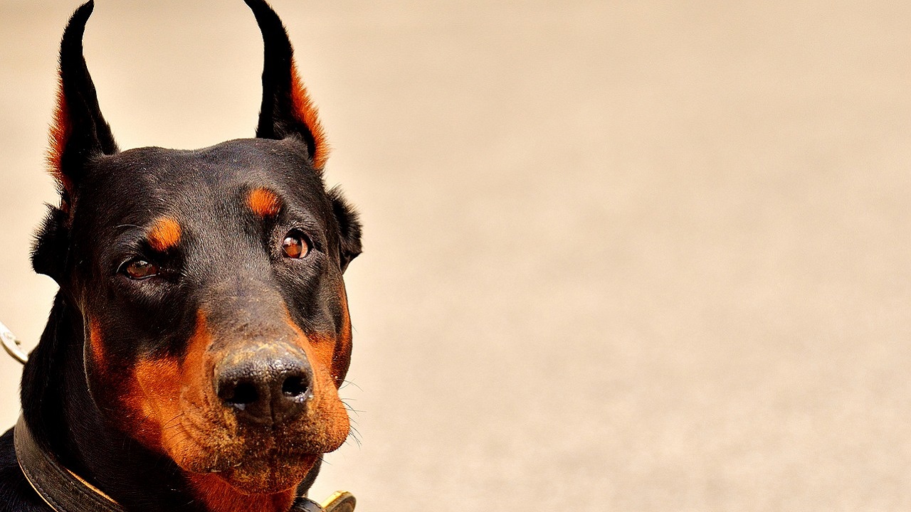 Doberman finge di essere morto