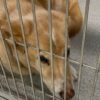 Donna adotta un cane anziano