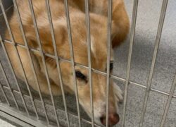 Donna adotta un cane anziano