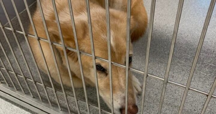 Donna adotta un cane anziano
