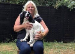 Cane rapito ritorna dal proprietario dopo 7 anni