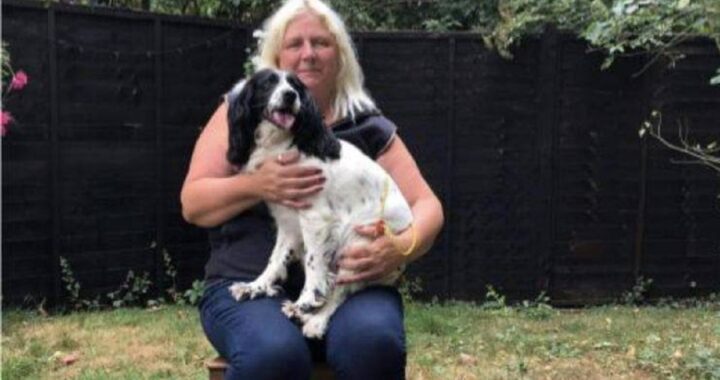 Cane rapito ritorna dal proprietario dopo 7 anni