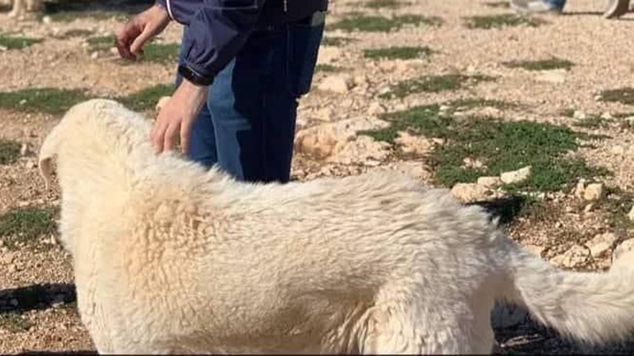 Galak ucciso a colpi di fucile