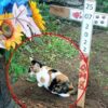 Gatta sulla tomba del cane che l'ha adottata