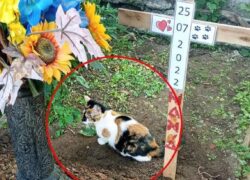 Gatta sulla tomba del cane che l'ha adottata