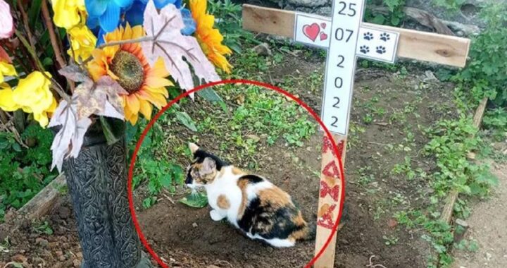 Gatta sulla tomba del cane che l'ha adottata