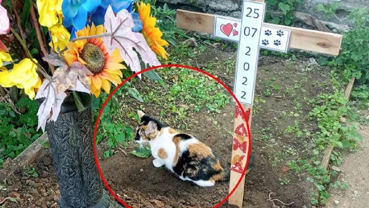 Gatta sulla tomba del cane che l’ha adottata: ogni giorno il micio va a trovarlo al cimitero