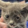 Gatto senza nome abbandonato perché malato