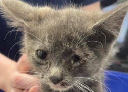 Gatto senza nome abbandonato perché malato