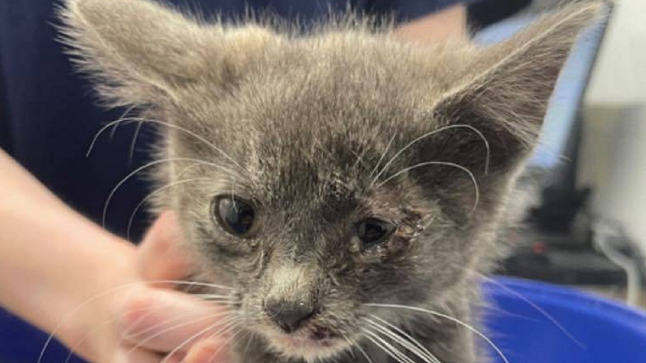 Gatto senza nome abbandonato perché malato