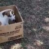 Cucciolo di cane abbandonato in una scatola di cartone