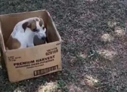 Cucciolo di cane abbandonato in una scatola di cartone