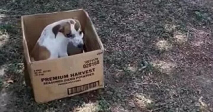 Cucciolo di cane abbandonato in una scatola di cartone