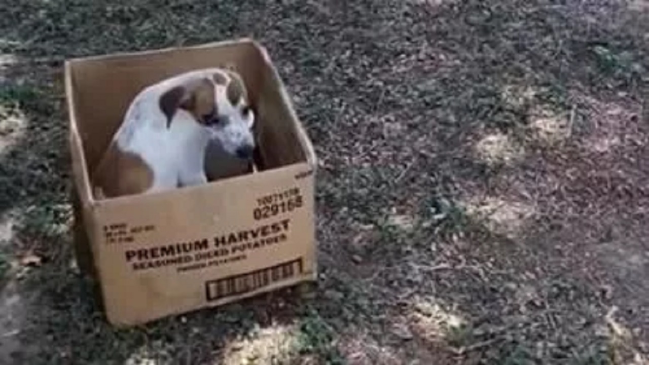 Cucciolo di cane abbandonato in una scatola di cartone