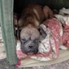 Boxer di 2 anni salvato da una discarica