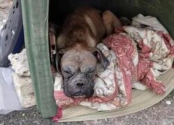Boxer di 2 anni salvato da una discarica