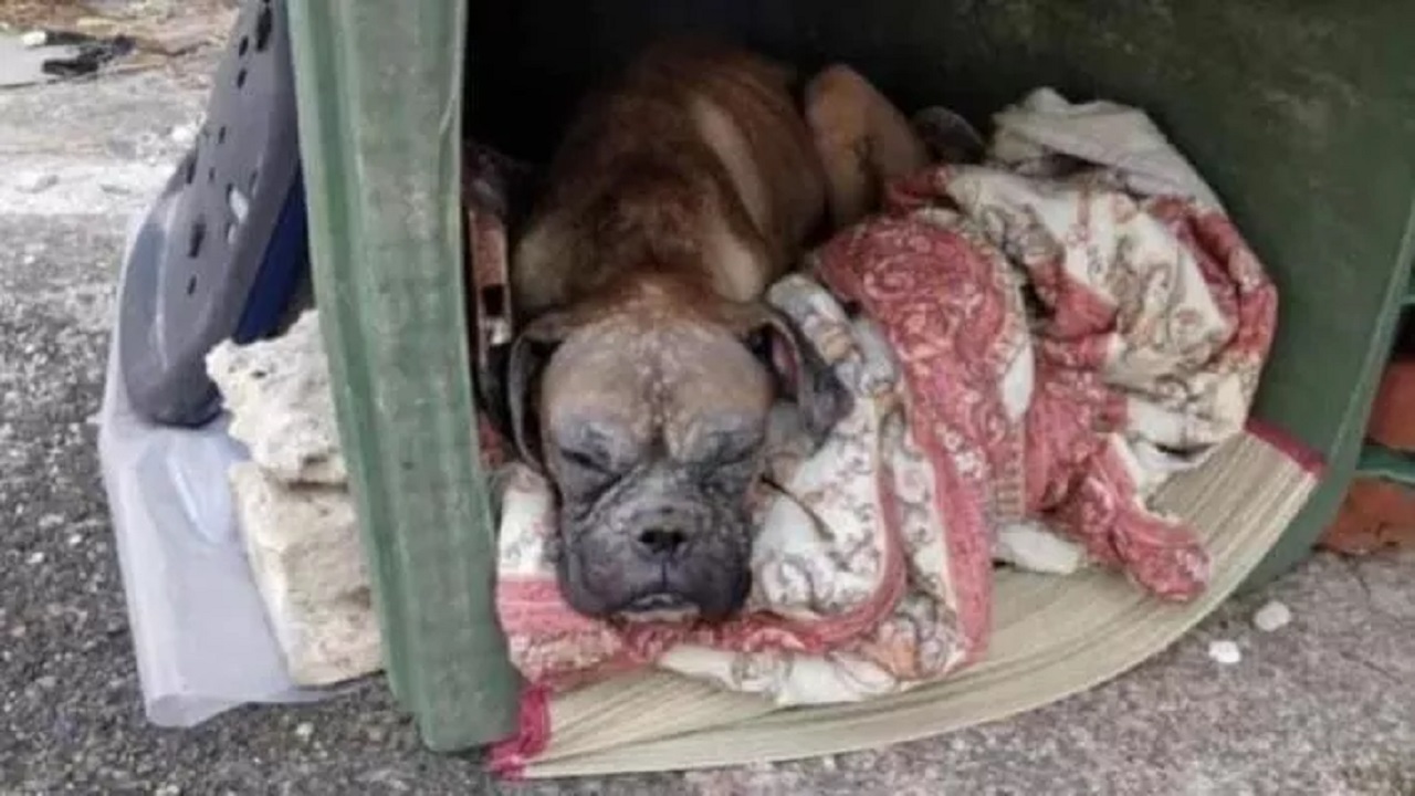 Boxer di 2 anni salvato da una discarica oggi aiuta a ritrovare le persone scomparse