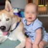 Cane controlla il sonno del bambino ogni notte