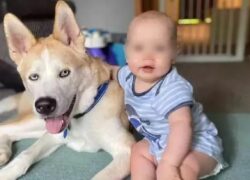 Cane controlla il sonno del bambino ogni notte