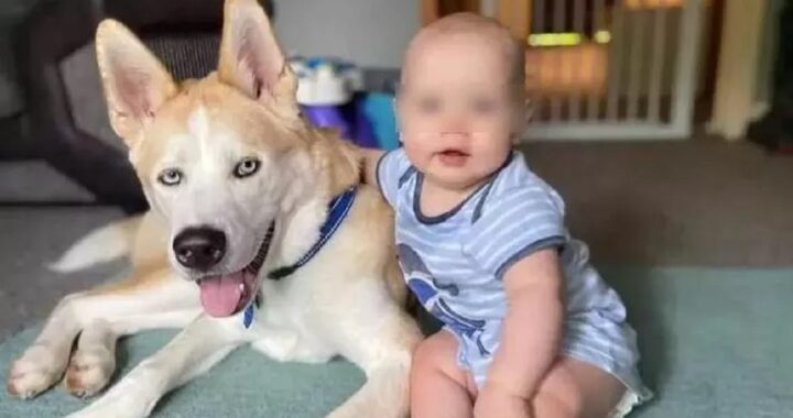 Cane controlla il sonno del bambino ogni notte