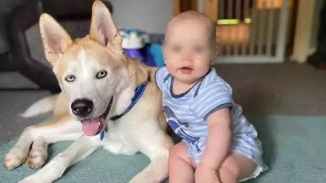 Cane controlla il sonno del bambino ogni notte