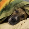 Cane anziano e depresso vive per 12 anni in un rifugio