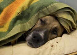 Cane anziano e depresso vive per 12 anni in un rifugio