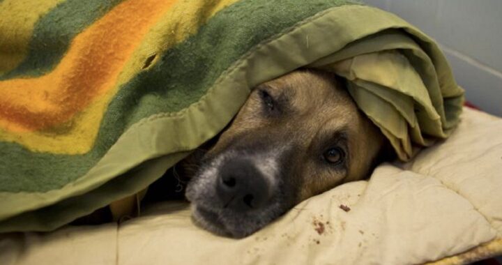 Cane anziano e depresso vive per 12 anni in un rifugio