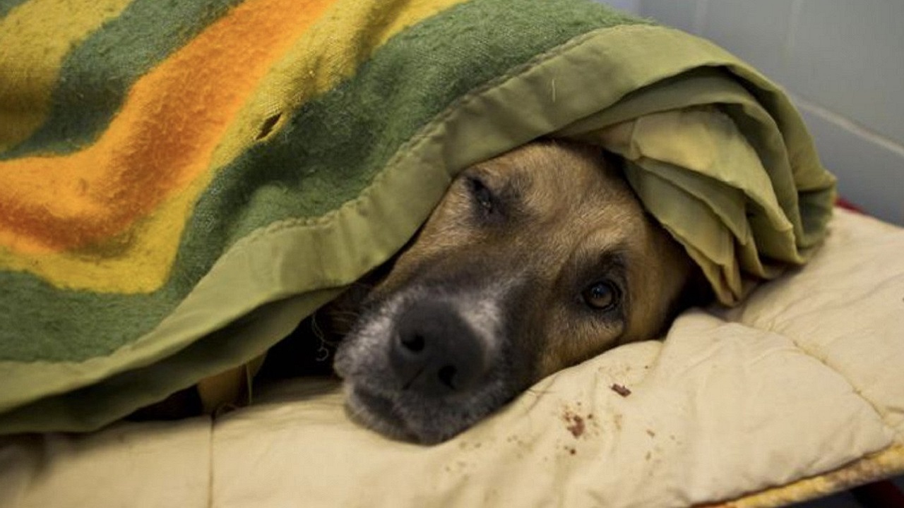 Cane anziano e depresso vive per 12 anni in un rifugio, poi una famiglia lo adotta