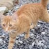 Gatto percorre 60 km per ritrovare la famiglia