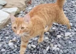 Gatto percorre 60 km per ritrovare la famiglia