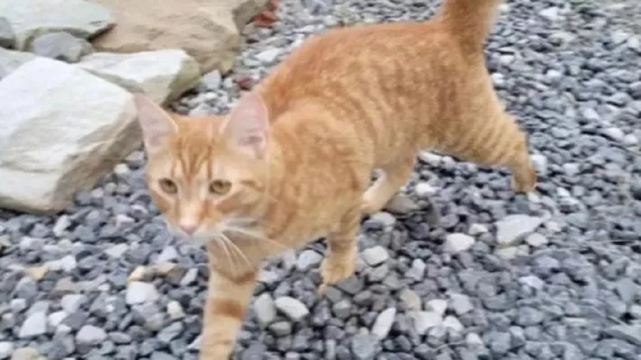 Gatto percorre 60 km per ritrovare la famiglia smarrita durante un trasloco